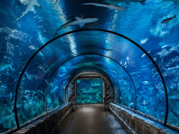 Grand Aquarium Exploration in Hughada