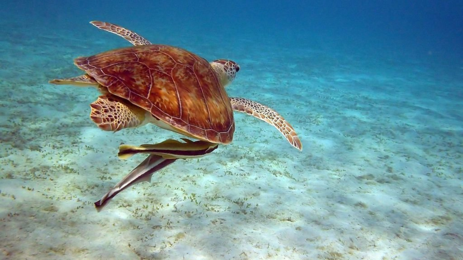 Marsa Alam . banner