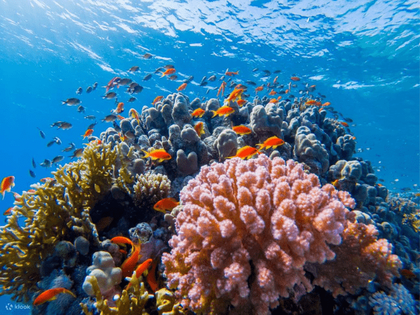 Marsa Alam Red Sea reef snorkeling and diving with Vagus Travel Co