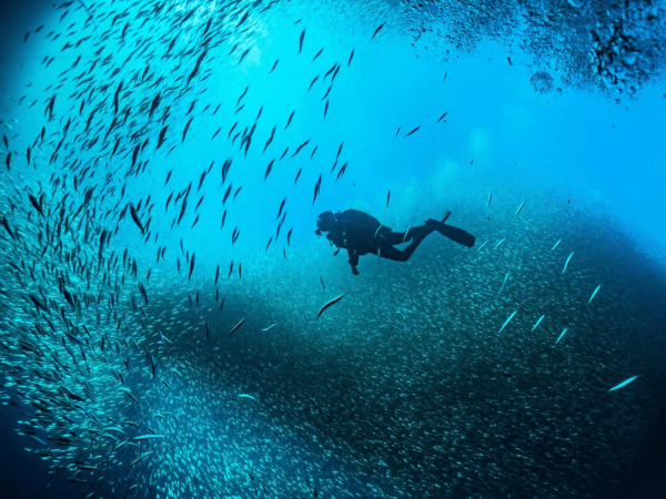 Port Ghalib diving trip from Marsa Alam with Red Sea marine life