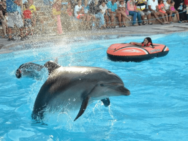 Enjoy The Dolphins Show