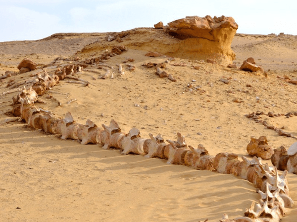 Explorando Wadi Hitan