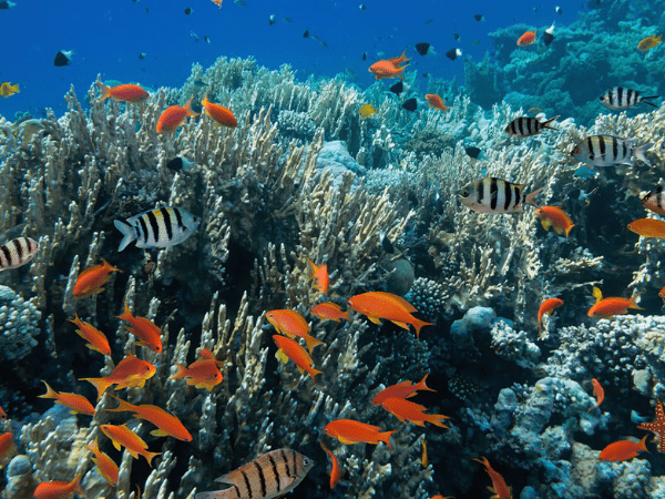 Afternoon Snorkeling and Return to Hotel