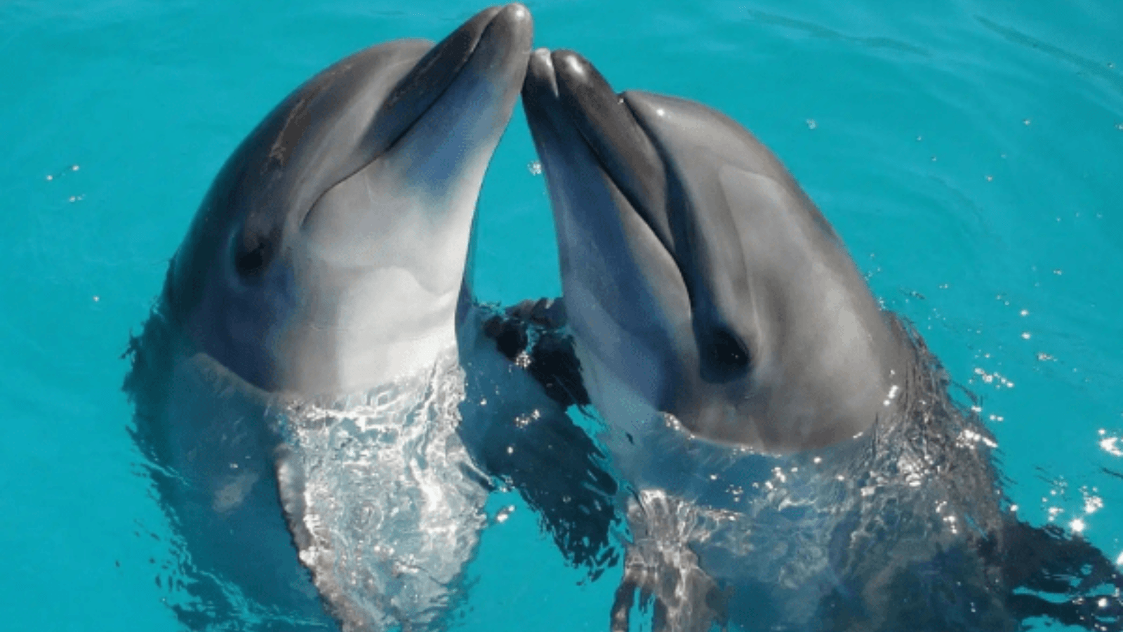 Enjoy The Dolphins Show