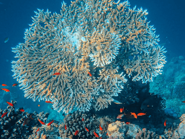 Visita a la bahía de Orange