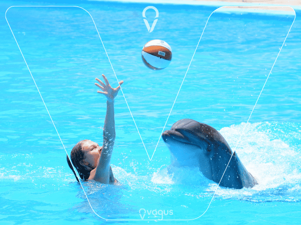 Fifteen minutes of Fun with Dolphins